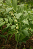 Polygonatum x hybridum RCP5-10 172.jpg